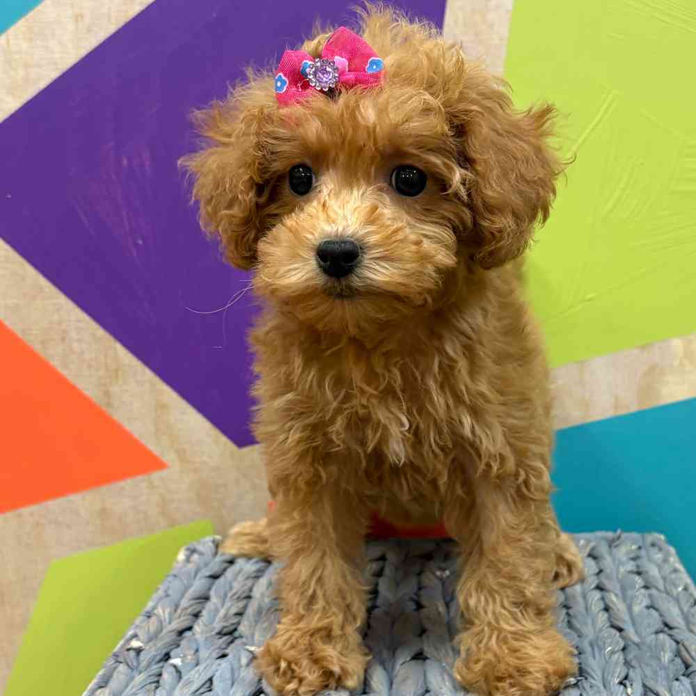 Female Bichonpoo puppy named Flora for sale at Petland Wichita West.