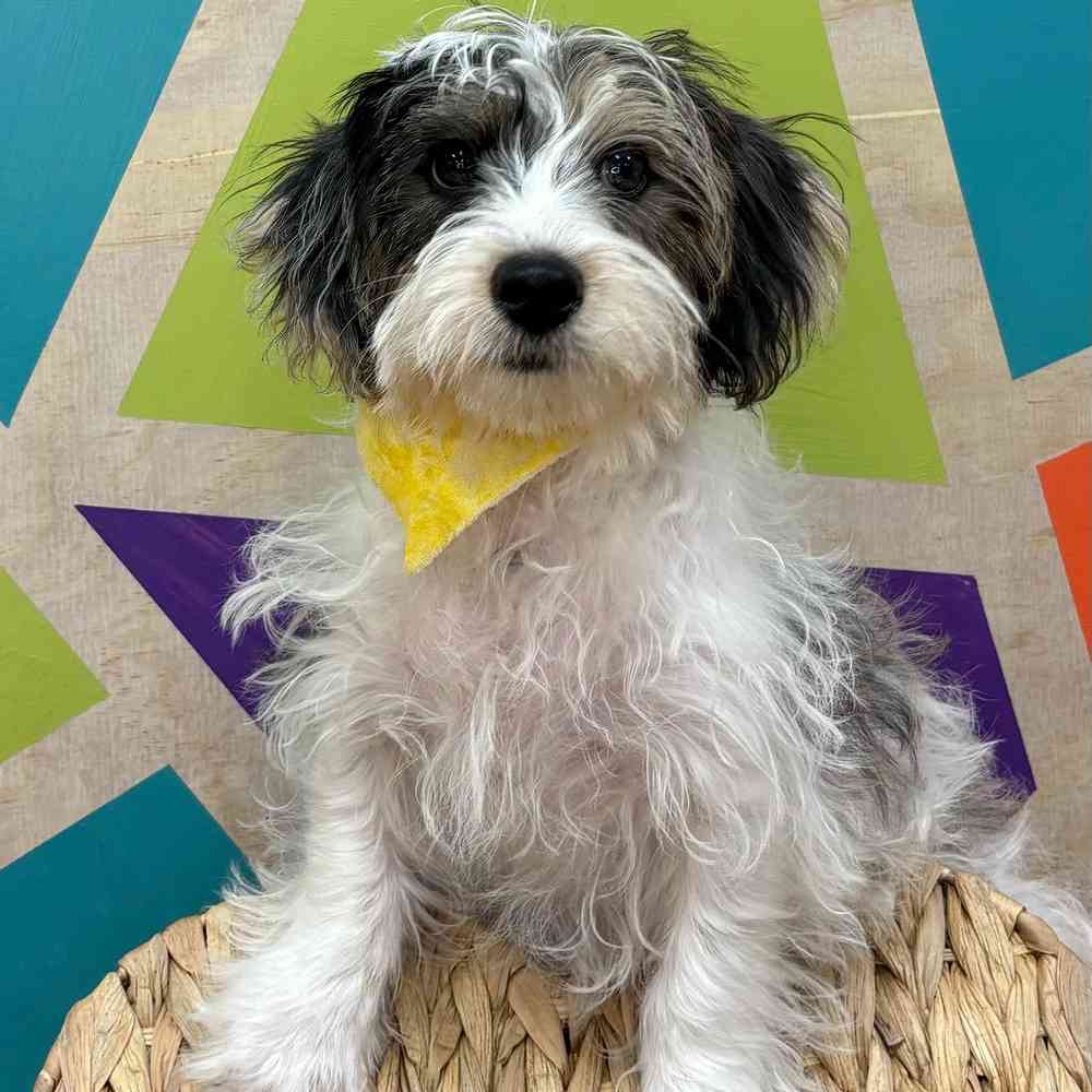 Male Yorkie-Poo puppy named Jax for sale at Petland Wichita West.