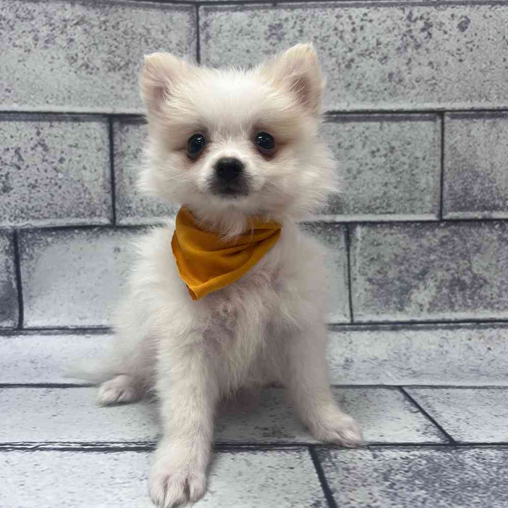 Male Pomeranian puppy named Tank for sale at Petland Wichita West.