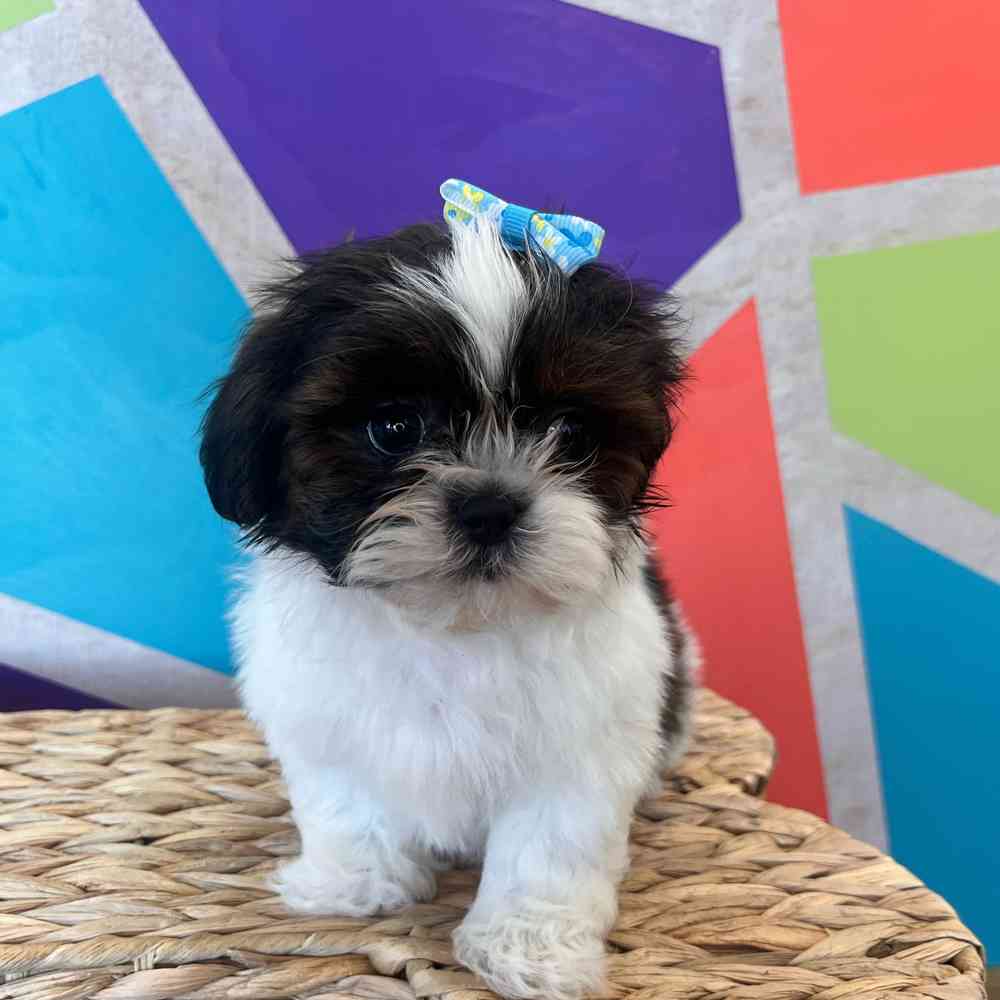 Female Shih Tzu puppy named Daphne for sale at Petland Wichita West.