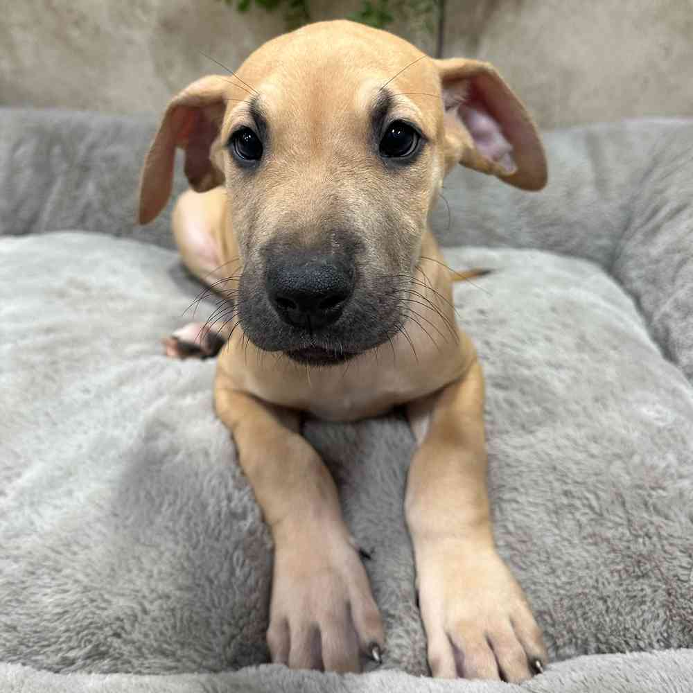 Male Great Dane puppy named Bert for sale at Petland Fayetteville.