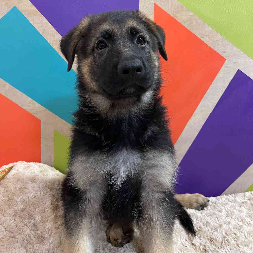 Male German Shepherd puppy named Joe for sale at Petland Joplin.