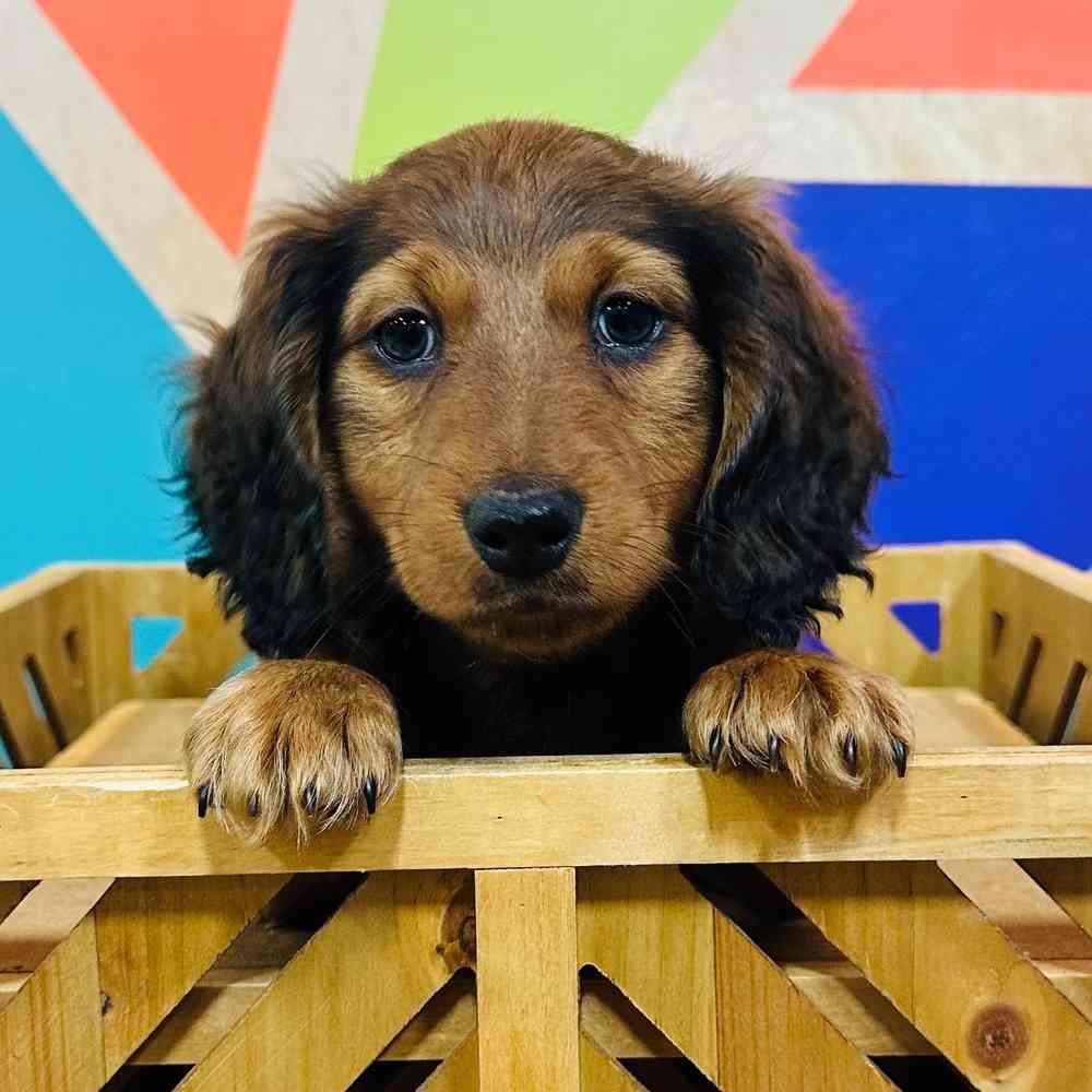 Male Mini Dachshund puppy named Alvin for sale at Petland Rogers.