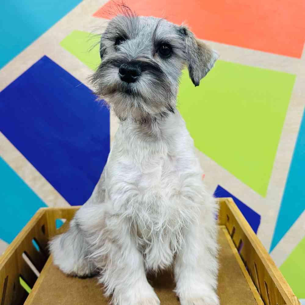 Female Mini Schnauzer puppy named Twinkie for sale at Petland Joplin.
