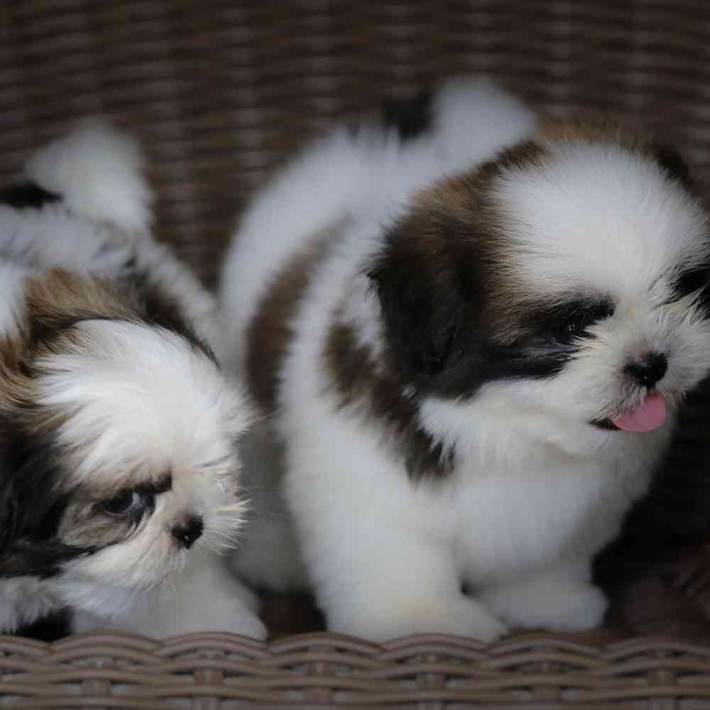 Shih Tzu Puppies for Sale image