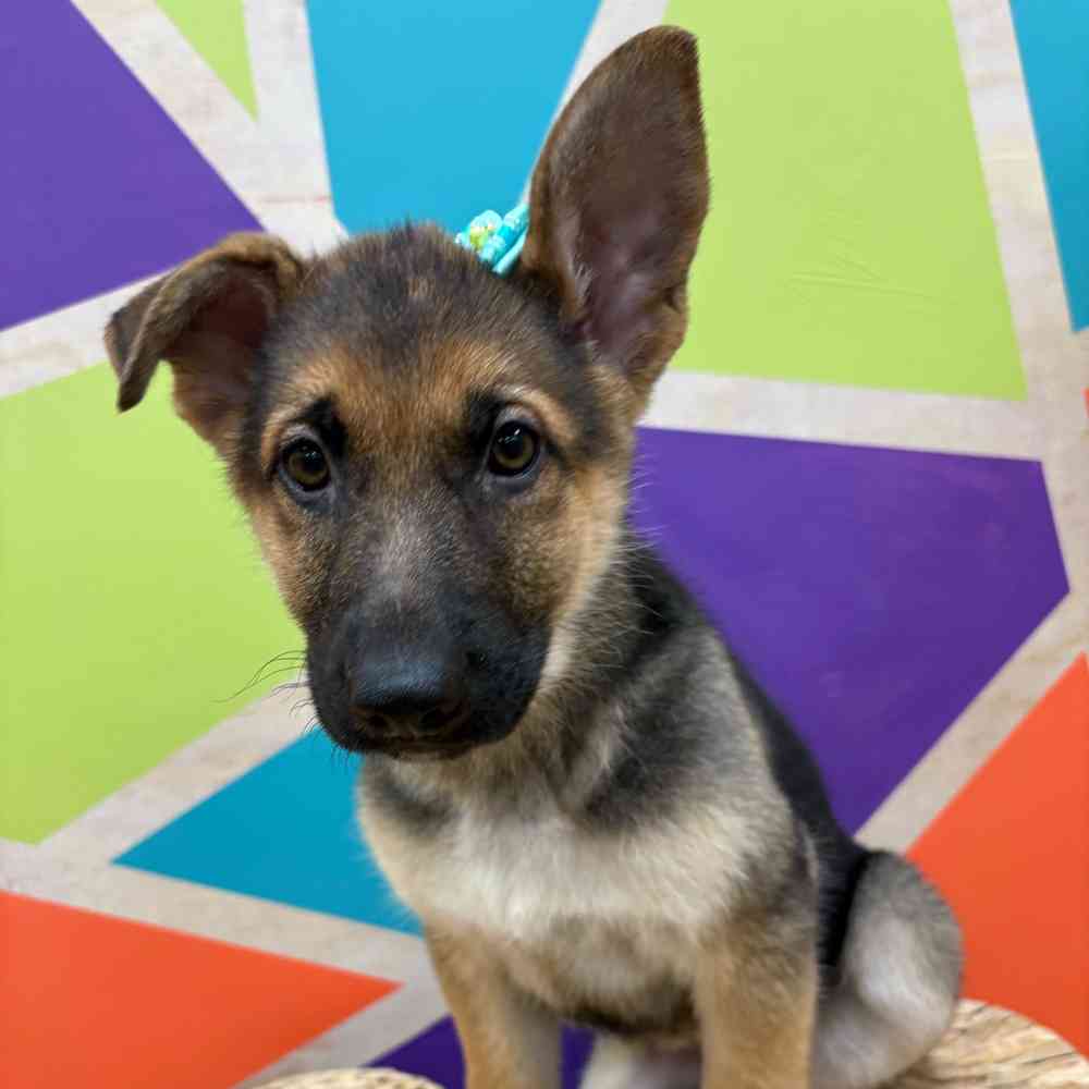 Female German Shepherd puppy named Kayda for sale at Petland Wichita West.