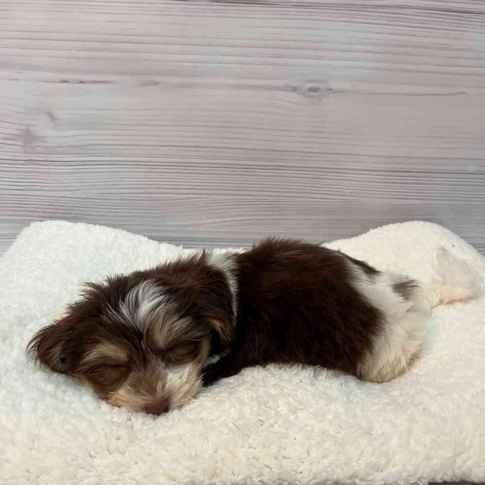 Male Havanese puppy named Baloo for sale at Petland Wichita West.