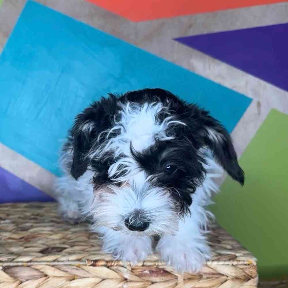 Male Mini Schnauzer puppy named Donnie for sale at Petland Rogers.