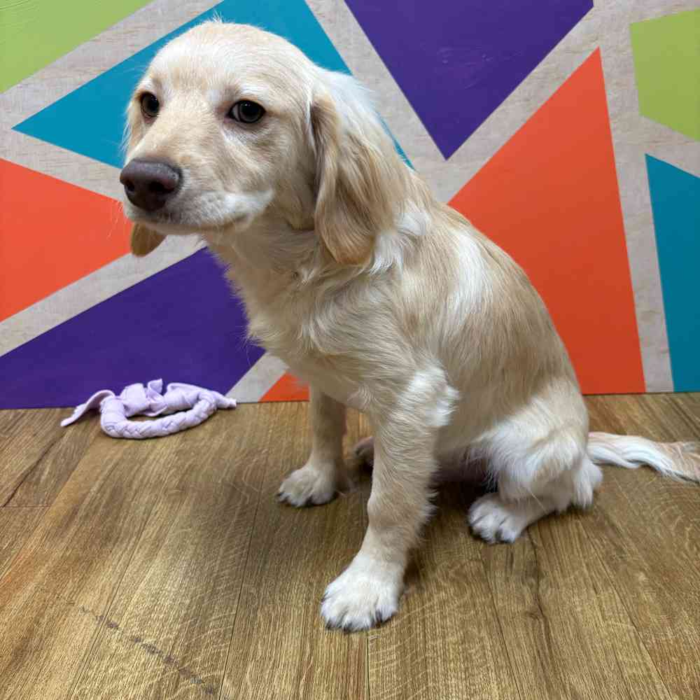 Male F1B Cockapoo puppy named Tommy for sale at Petland Wichita West.