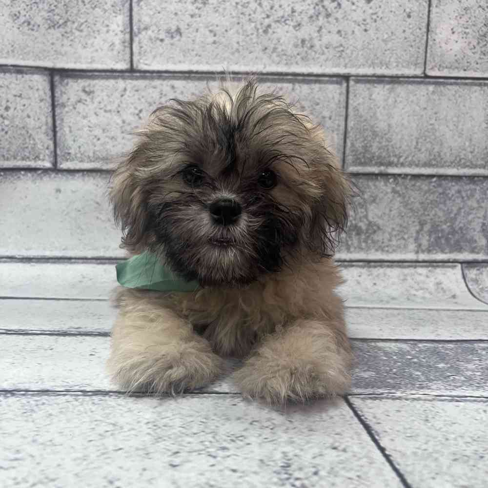 Male Teddy Bear puppy named Harry for sale at Petland Wichita West.