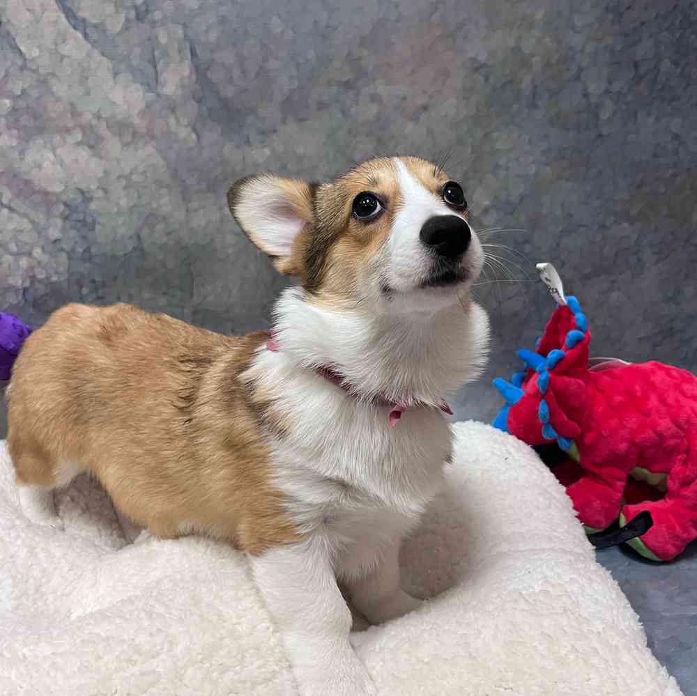 Female Pembroke Welsh Corgi puppy named Mildred for sale at Petland Wichita West.