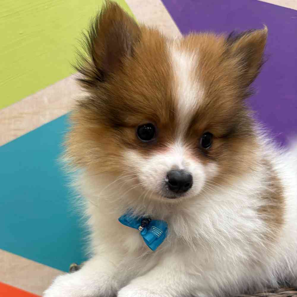 Male Pomeranian puppy named Tiny Tim for sale at Petland Wichita West.