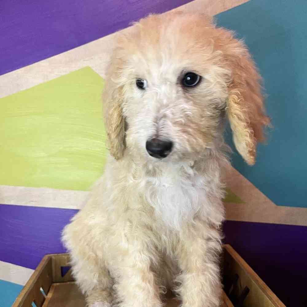 Female Standard Poodle puppy named Porche for sale at Petland Fayetteville.