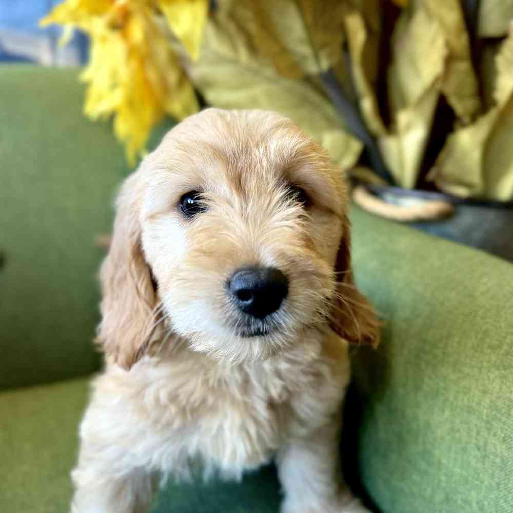 Female Mini Goldendoodle puppy named Goldie for sale at Petland Rogers.
