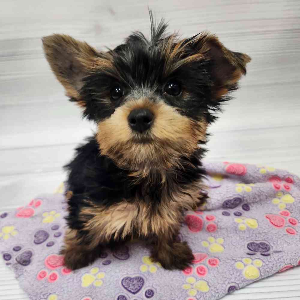 Female Yorkie puppy named Misha for sale at Petland Wichita West.