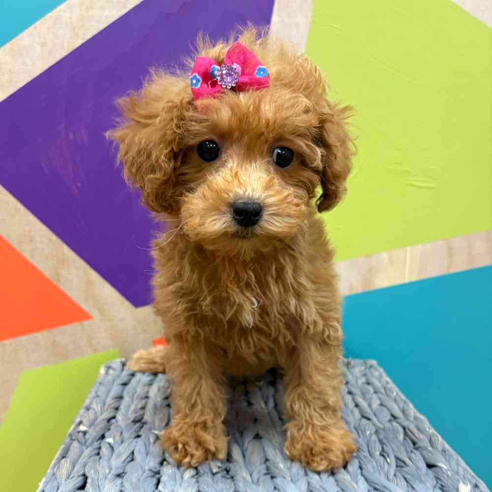Female Bichonpoo puppy named Flora for sale at Petland Wichita West.