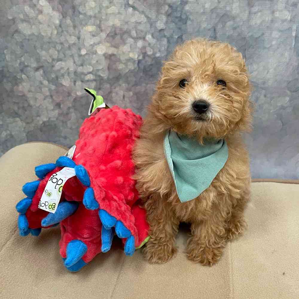 Male Maltipoo puppy named Bear for sale at Petland Wichita West.
