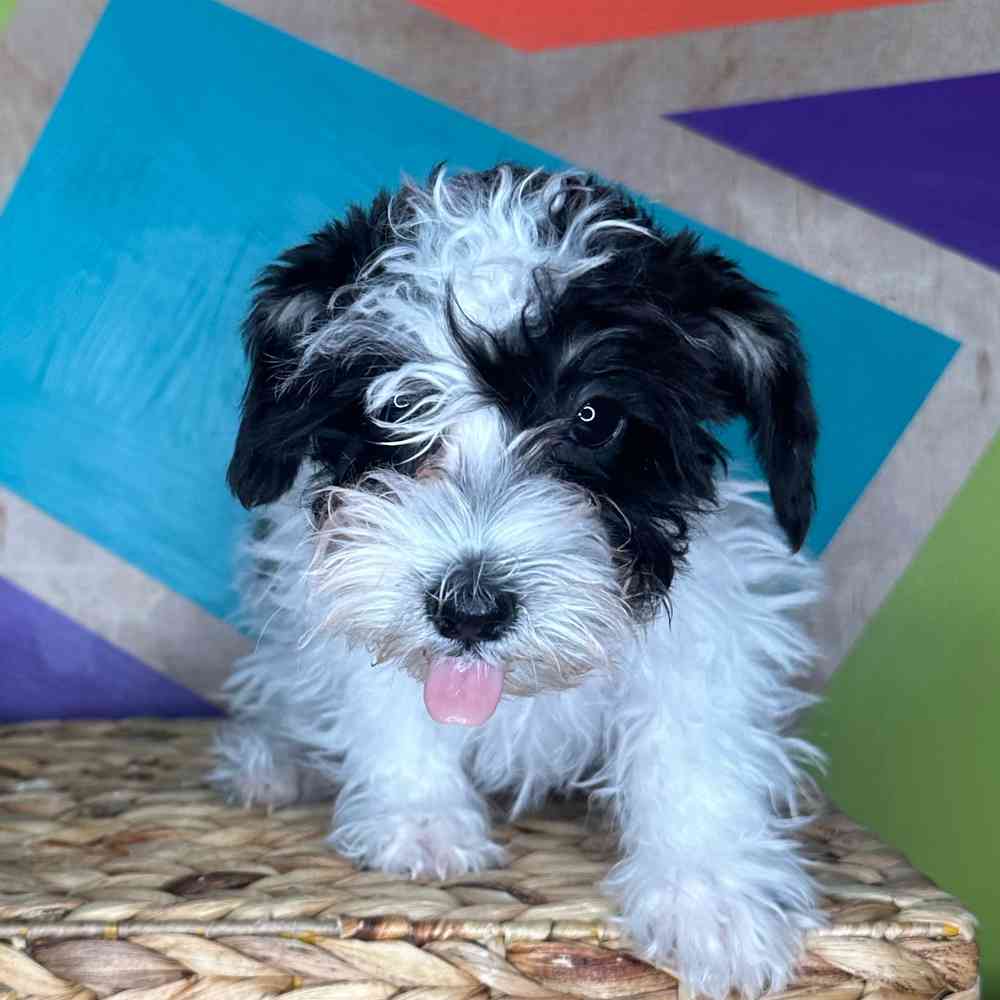 Male Mini Schnauzer puppy named Donnie for sale at Petland Rogers.