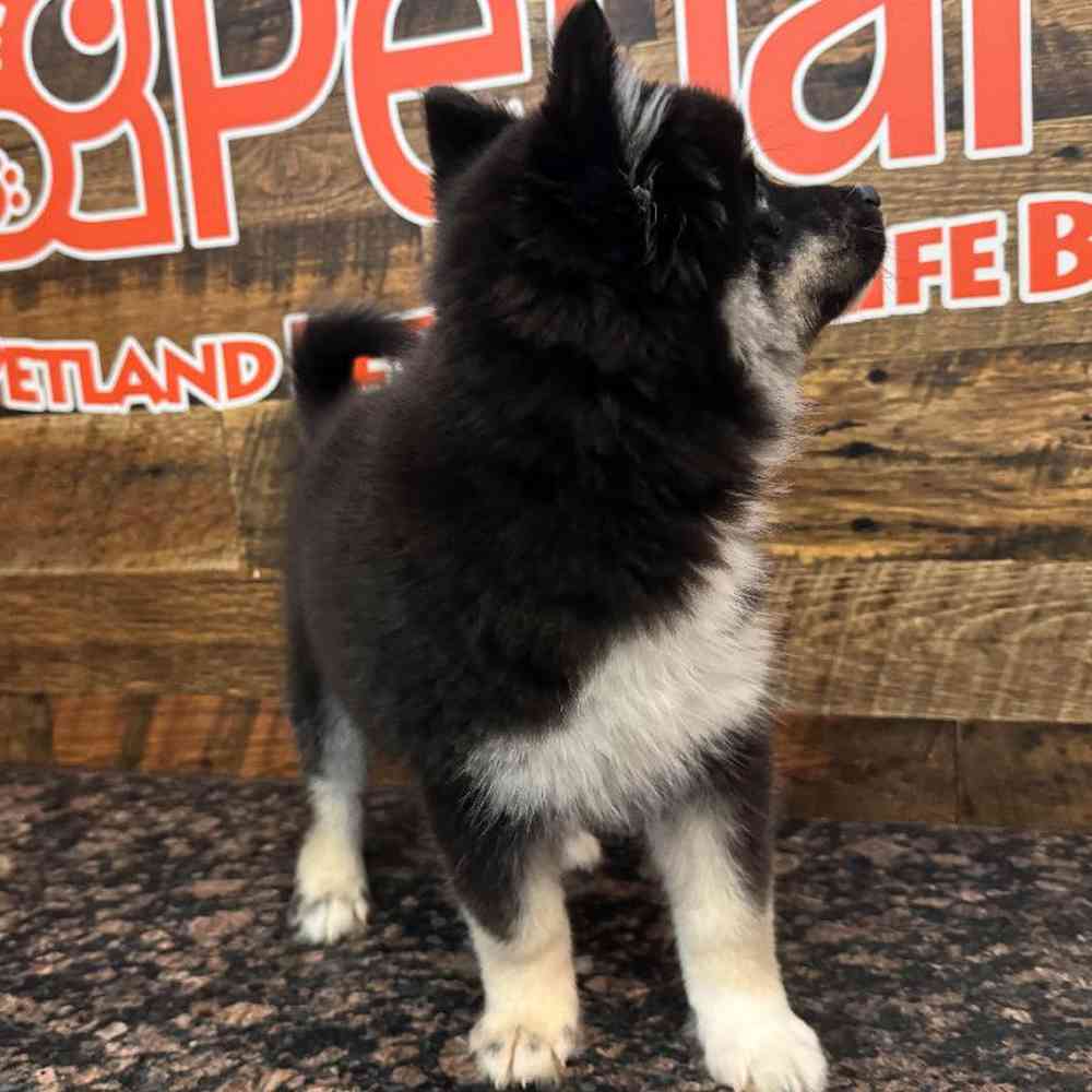 Male Pomsky puppy named Benton for sale at Petland Rogers.
