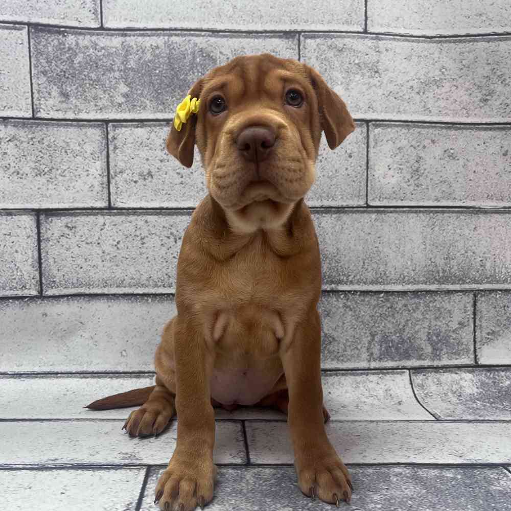 Female Mini Hippo puppy named Heather for sale at Petland Fayetteville.