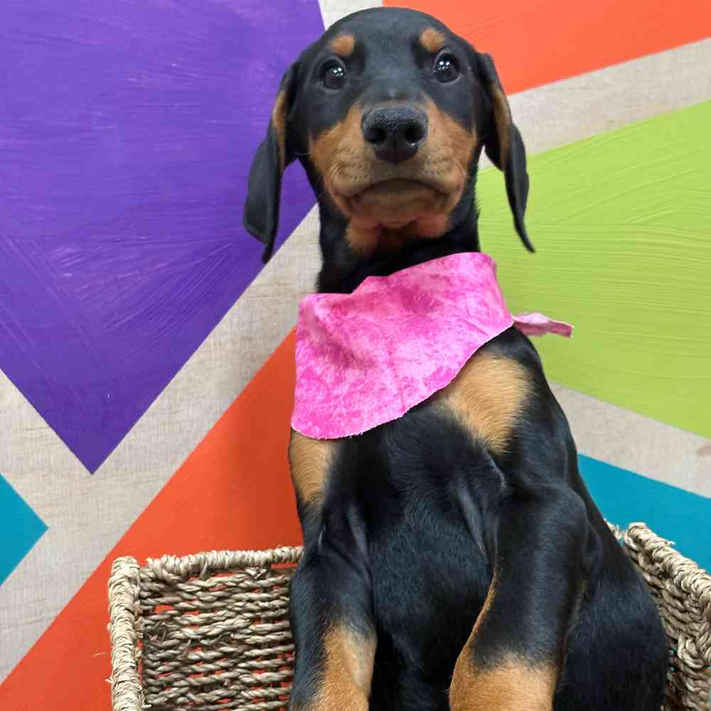 Female Doberman Pinscher puppy named Pearl for sale at Petland Wichita West.