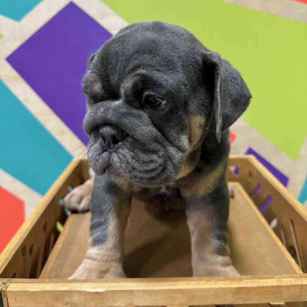 Male English Bulldog puppy named Cupid for sale at Petland Joplin.