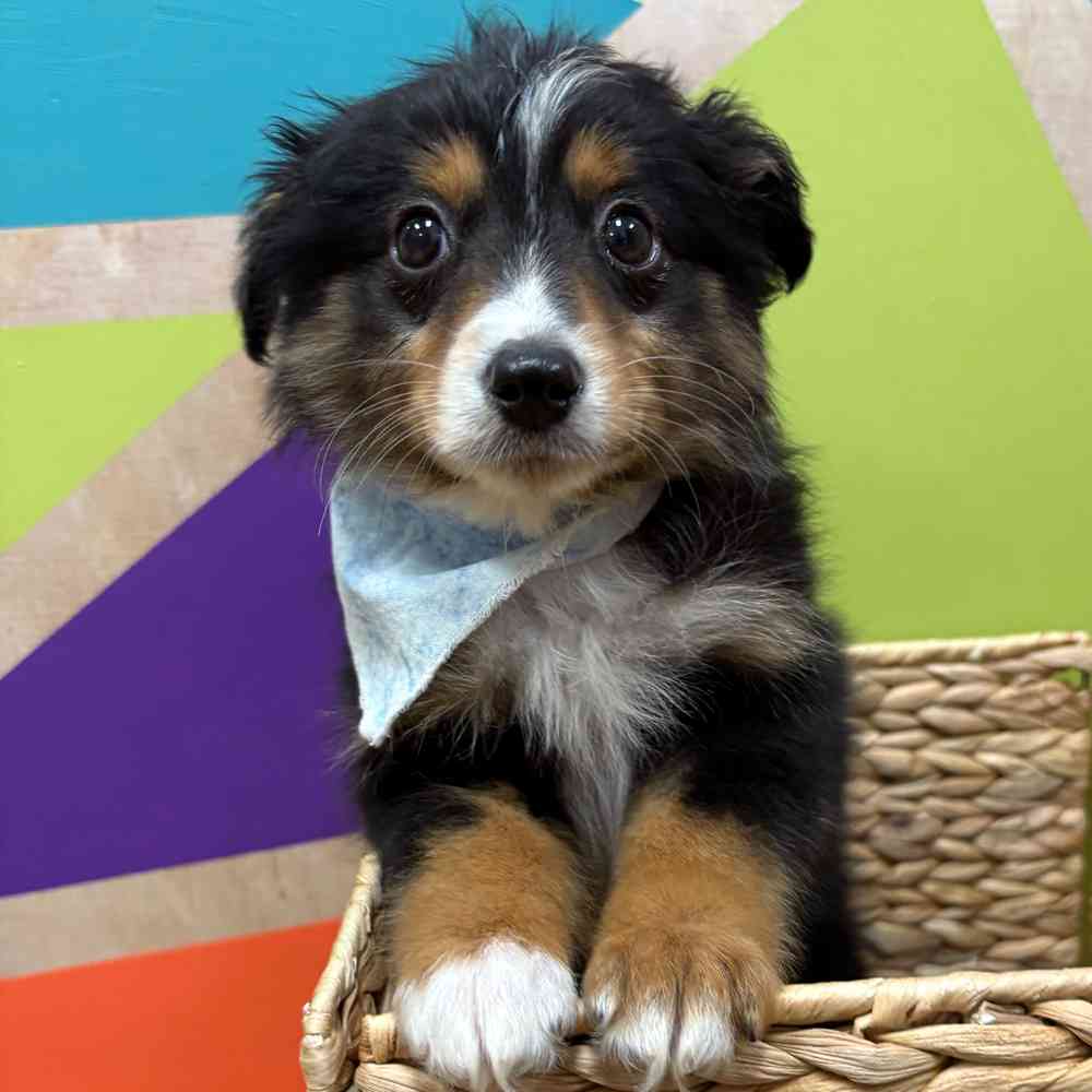 Male Mini Aussie puppy named Jack for sale at Petland Wichita West.