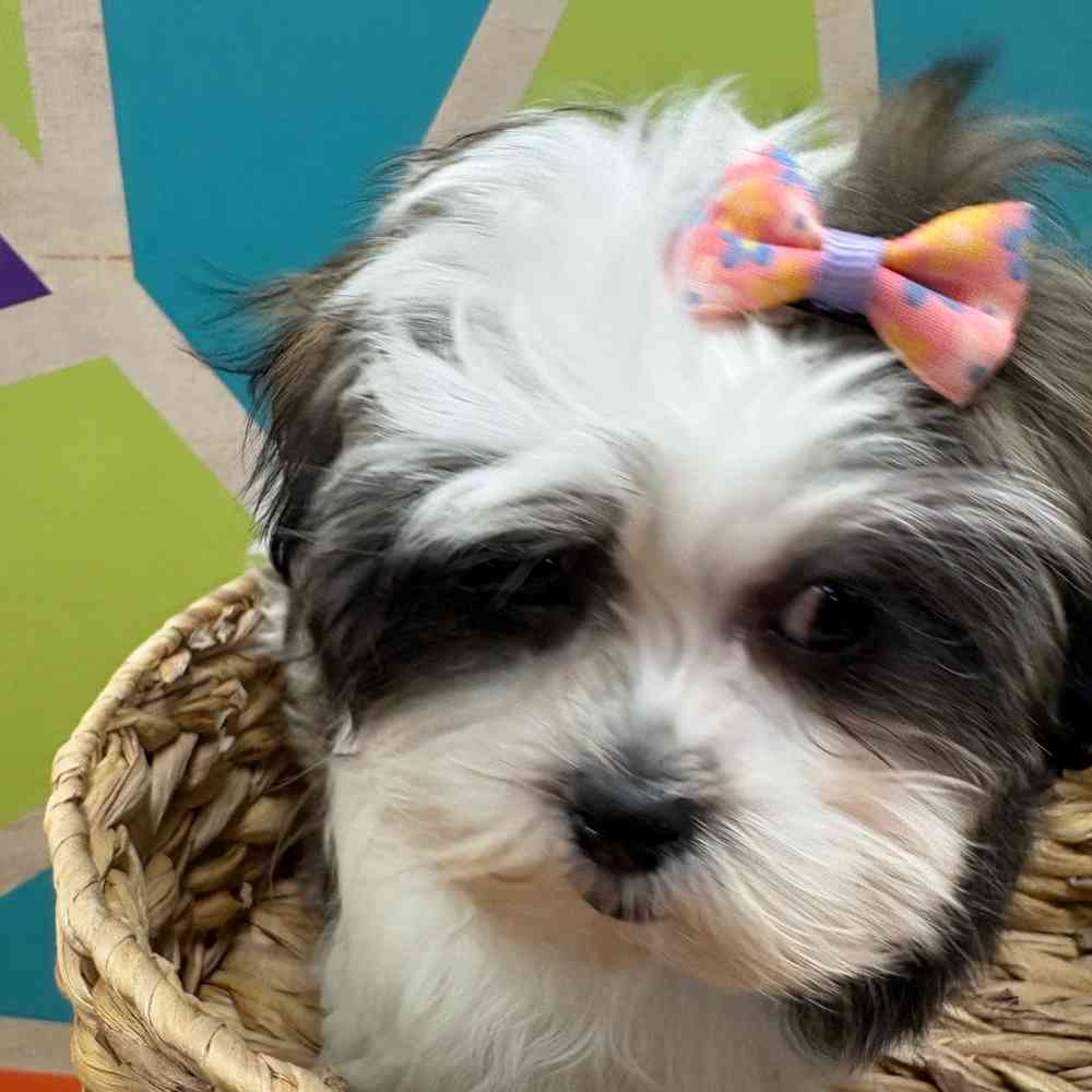 Female Malshi puppy named Fiona for sale at Petland Wichita West.