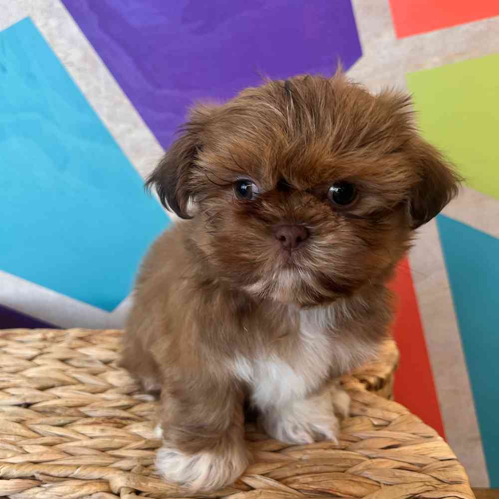 Male Shih Tzu puppy named Zeus for sale at Petland Wichita West.
