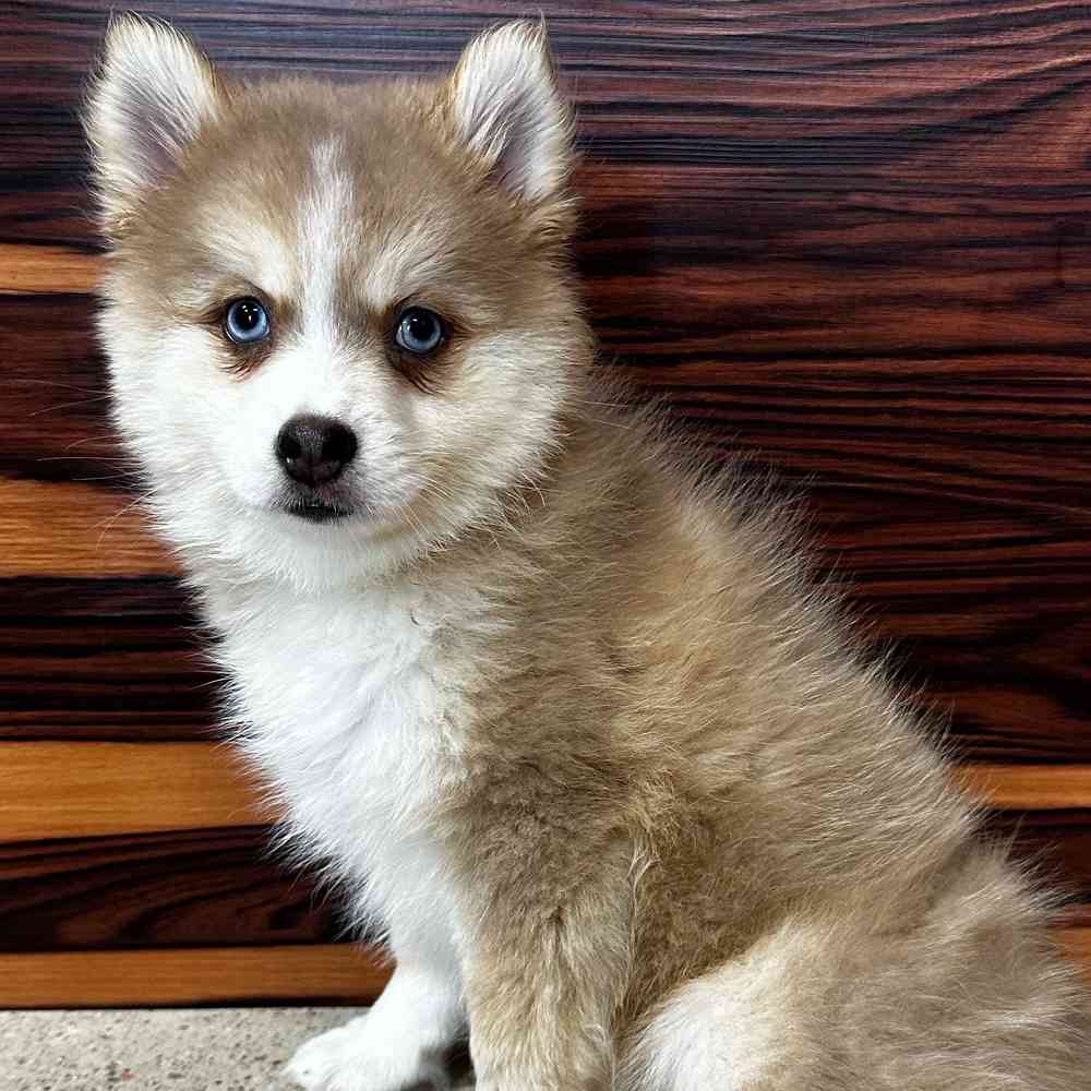 Female Pomsky puppy named Candace for sale at Petland Joplin.