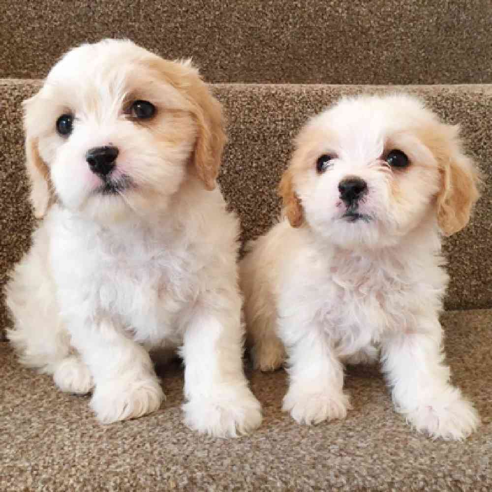 Cavachon Puppies for Sale image