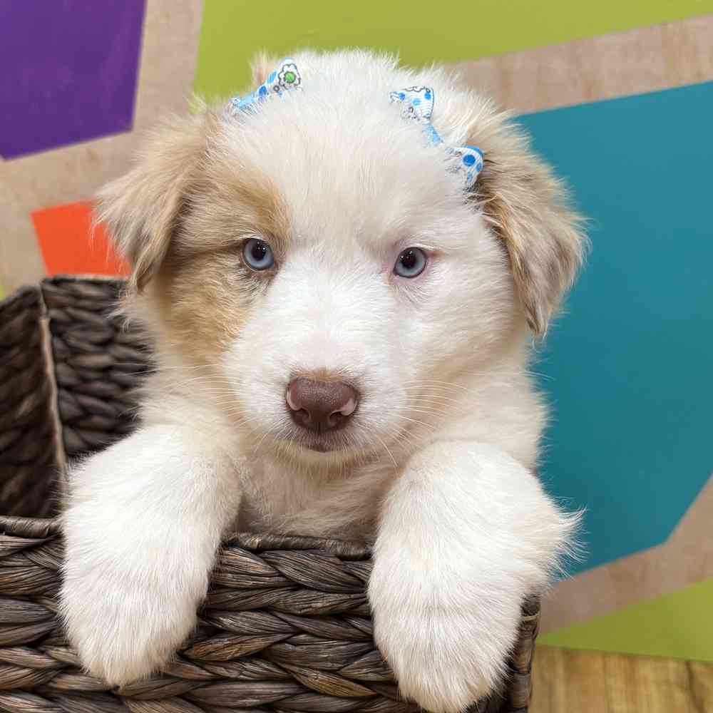 Female Mini Aussie puppy named Shiya for sale at Petland Wichita West.