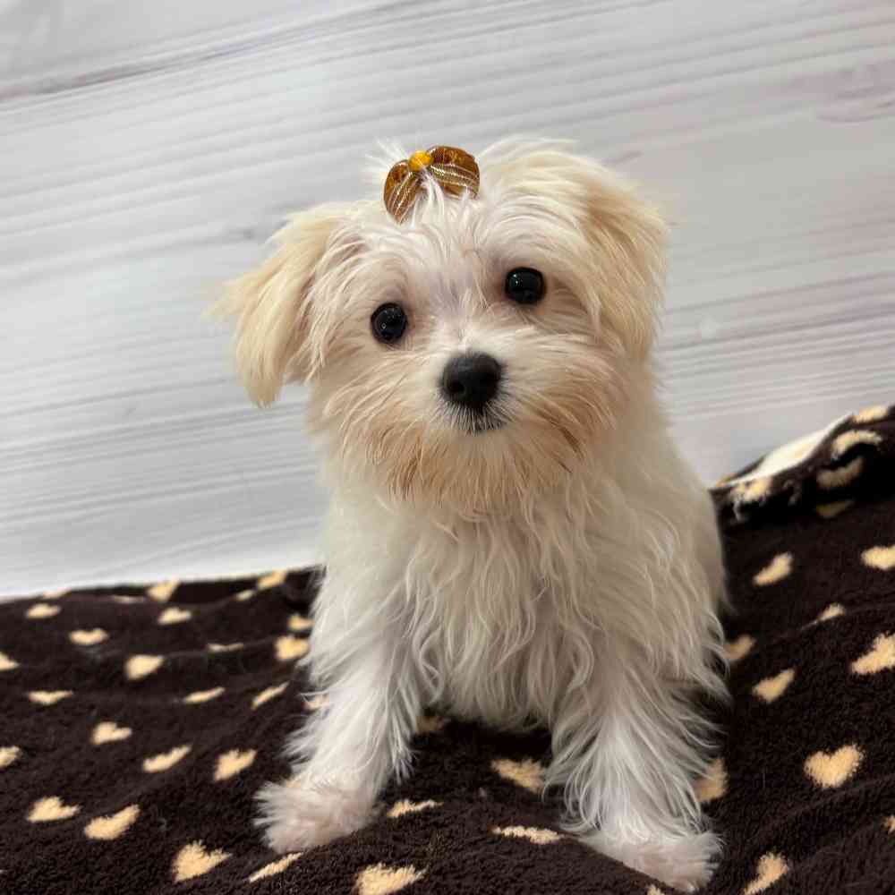 Female Morkie puppy named Elsa for sale at Petland Wichita West.