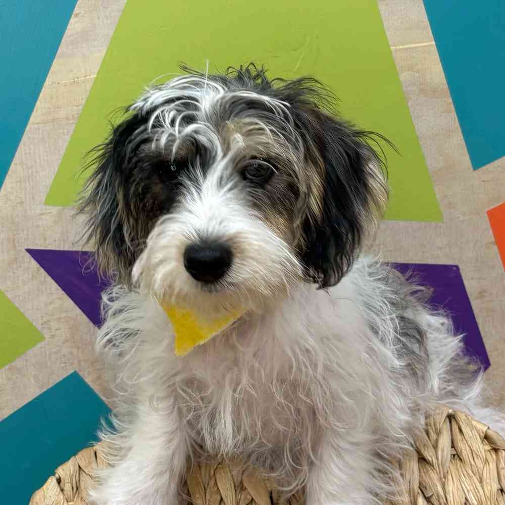 Male Yorkie-Poo puppy named Jax for sale at Petland Wichita West.