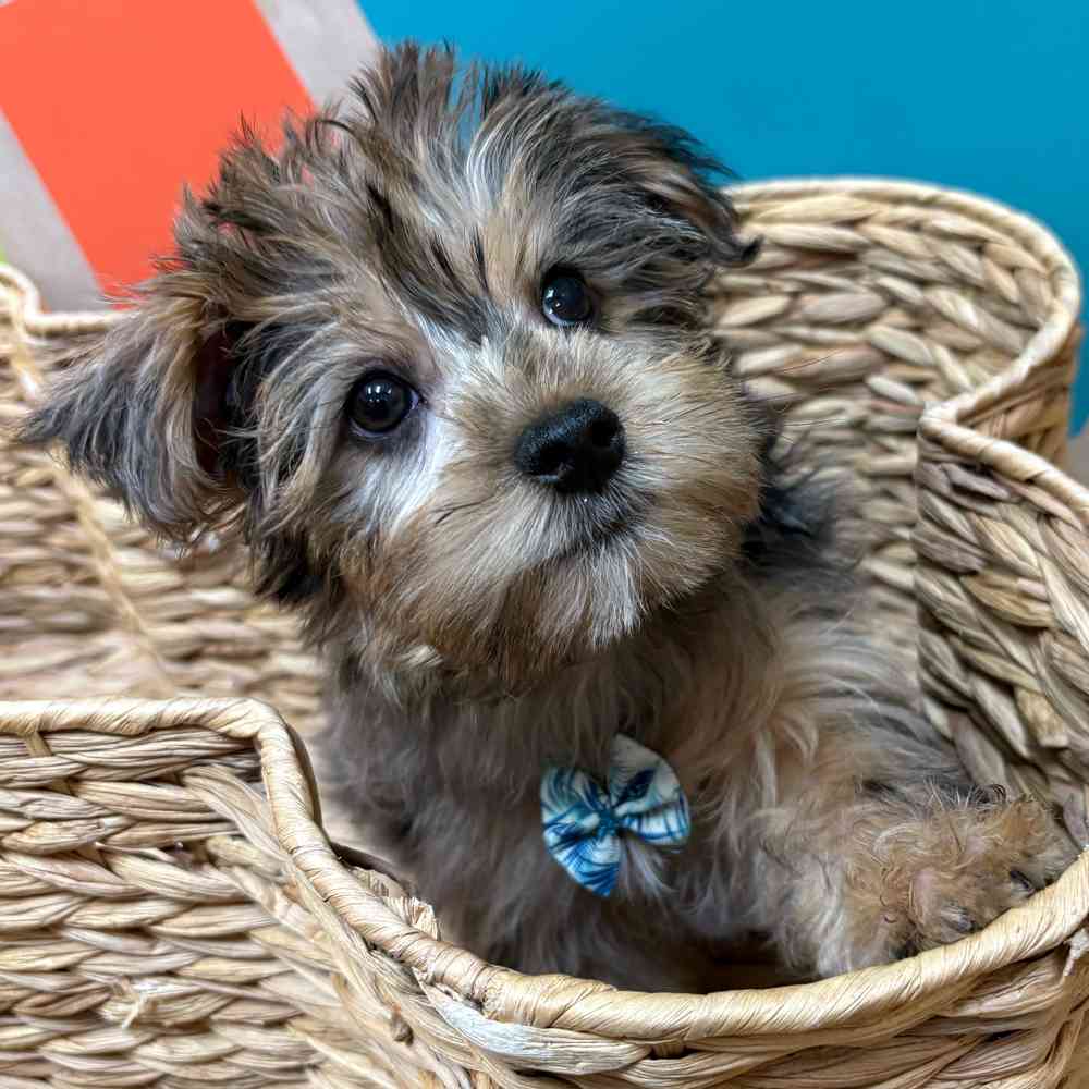 Male Yorkie puppy named Albert for sale at Petland Fayetteville.
