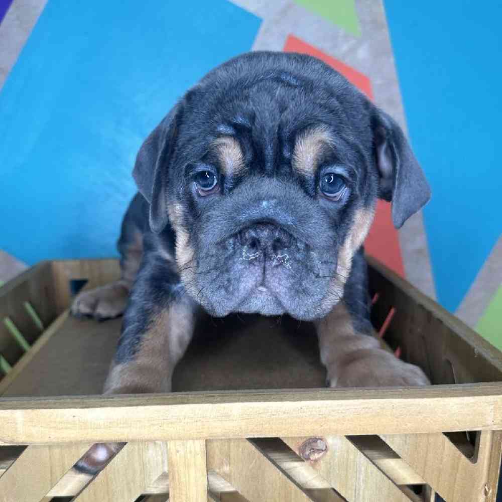 Female English Bulldog puppy named Miley for sale at Petland Rogers.