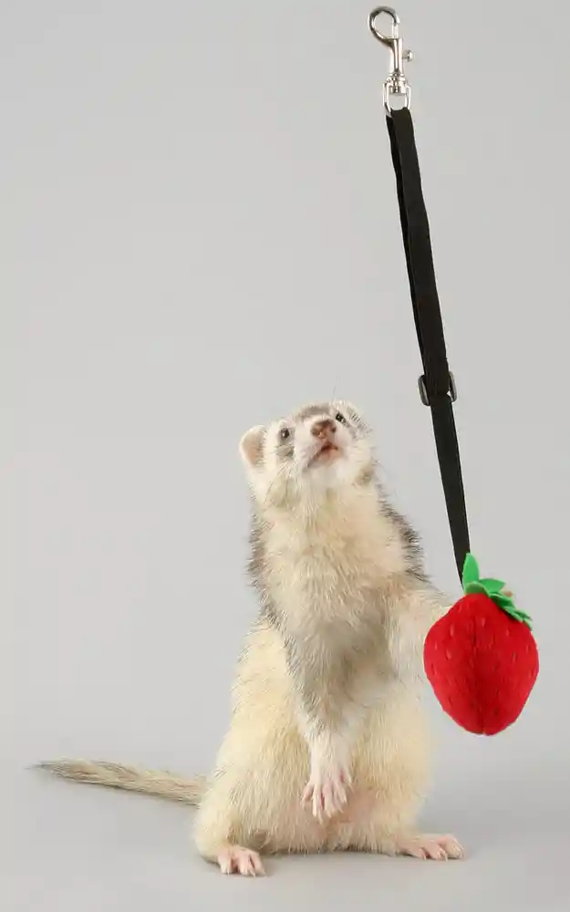 Marshal Toy Bungee Ferret