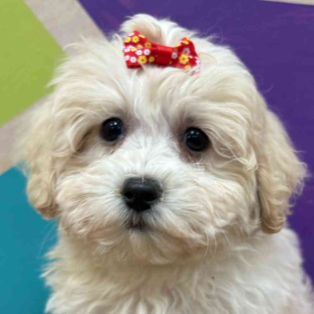 Female Teddy Bear puppy named Juniper for sale at Petland Wichita West.