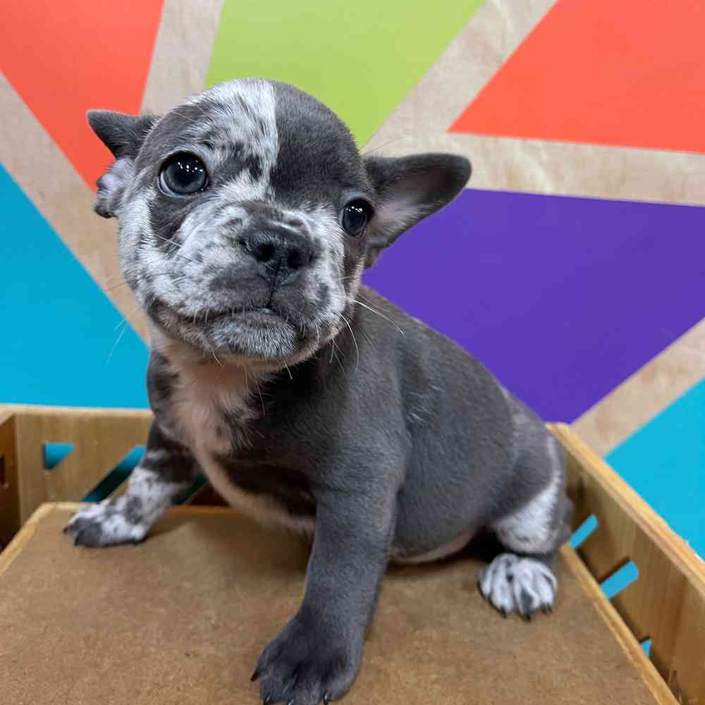 Male French Bulldog puppy named Joker for sale at Petland Wichita West.