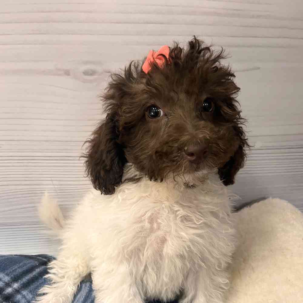 Female Mini Labradoodle puppy named Betty Anne for sale at Petland Wichita West.