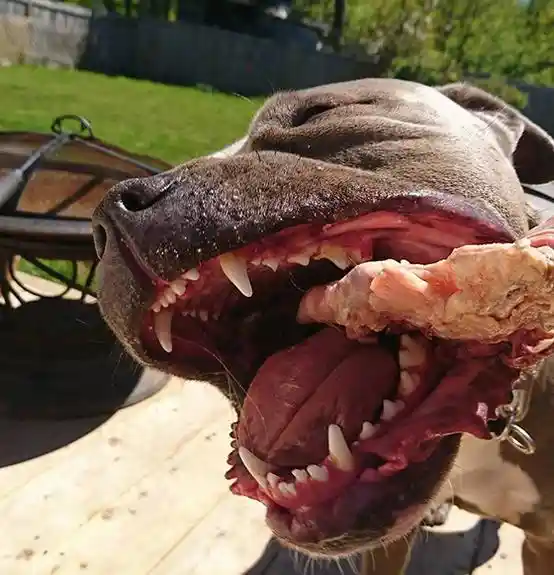 Raw Recreational Buffalo Marrow Bone Center Cut
