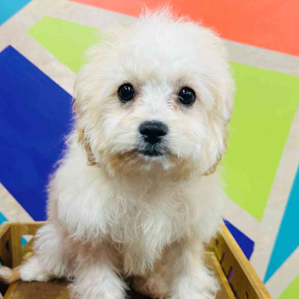 Male Cavachon puppy named Corn Flake for sale at Petland Joplin.