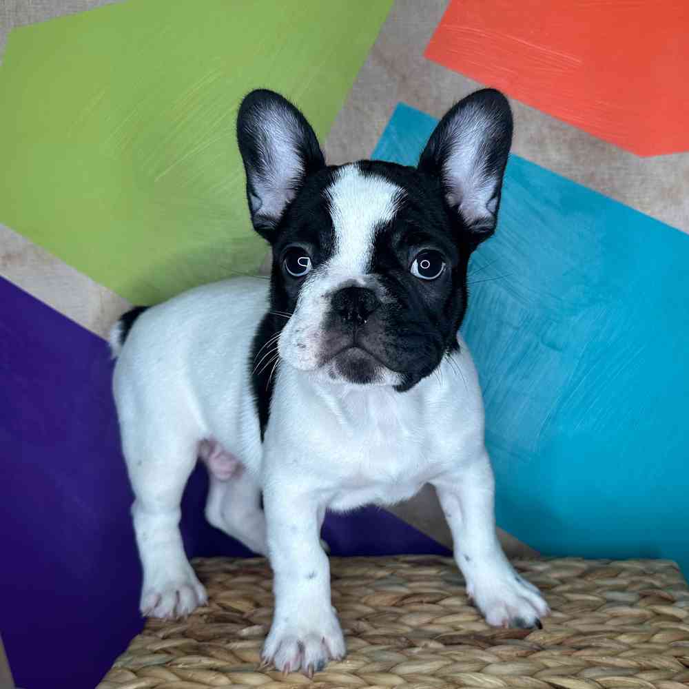 Male French Bulldog puppy named Kelce for sale at Petland Rogers.