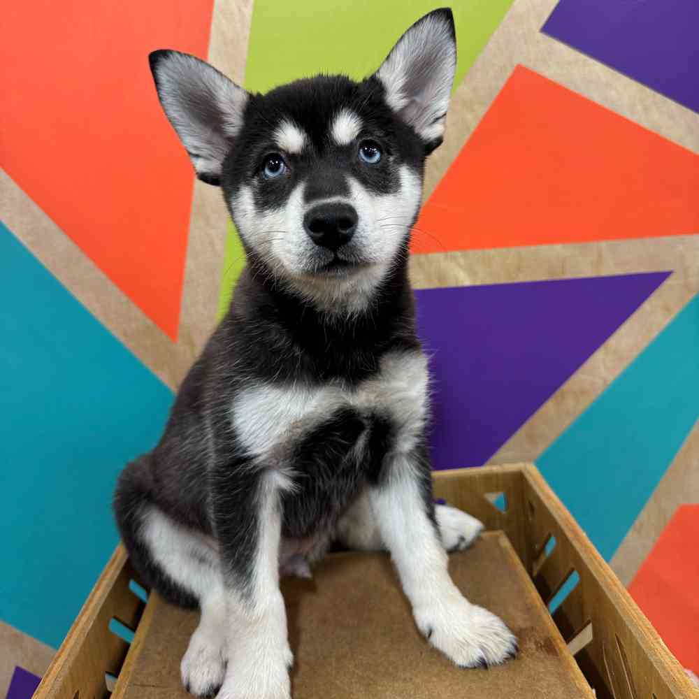 Male Alaskan Klee Kai puppy named Rambo for sale at Petland Joplin.