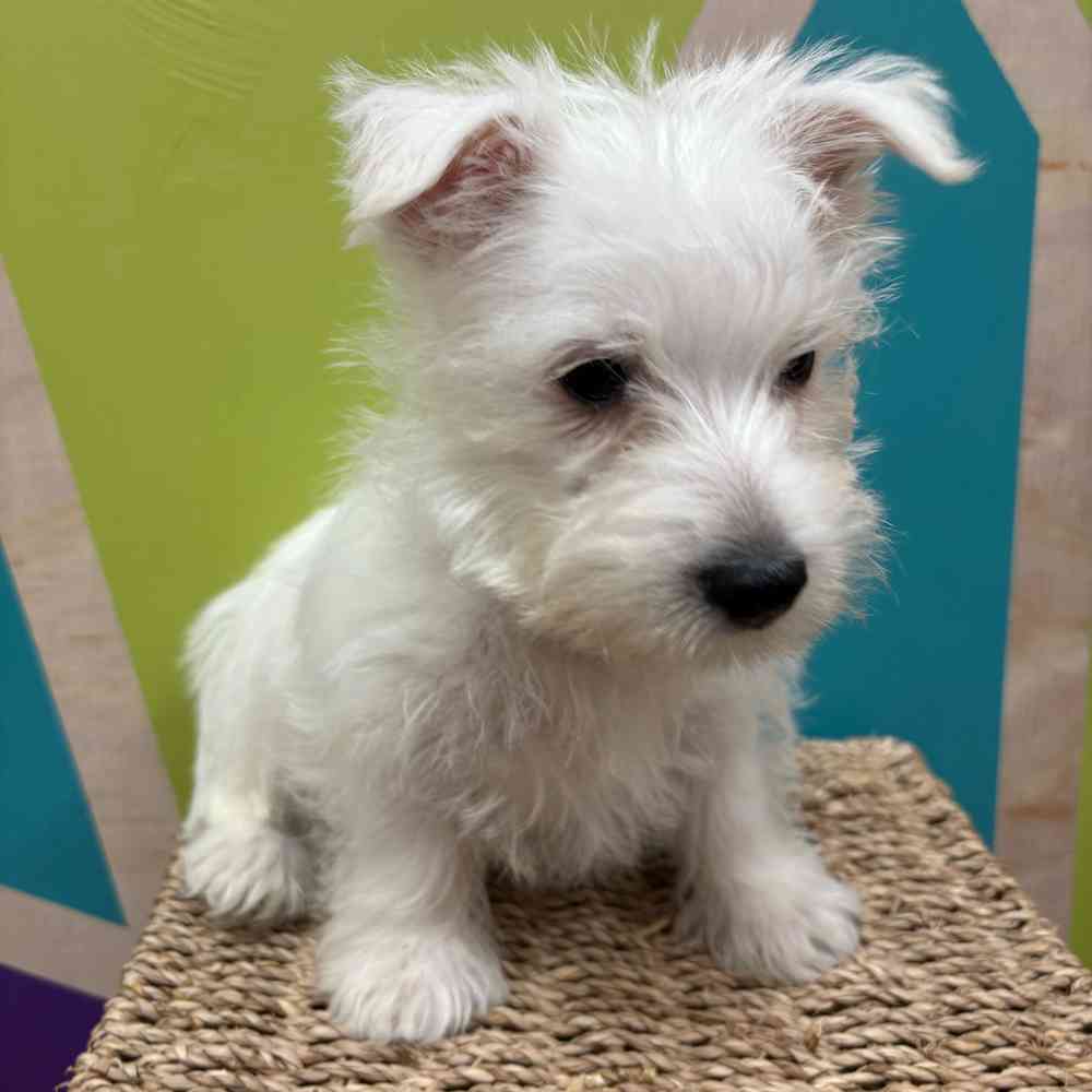 Male West Highland White Terrier puppy named Winston for sale at Petland Wichita West.