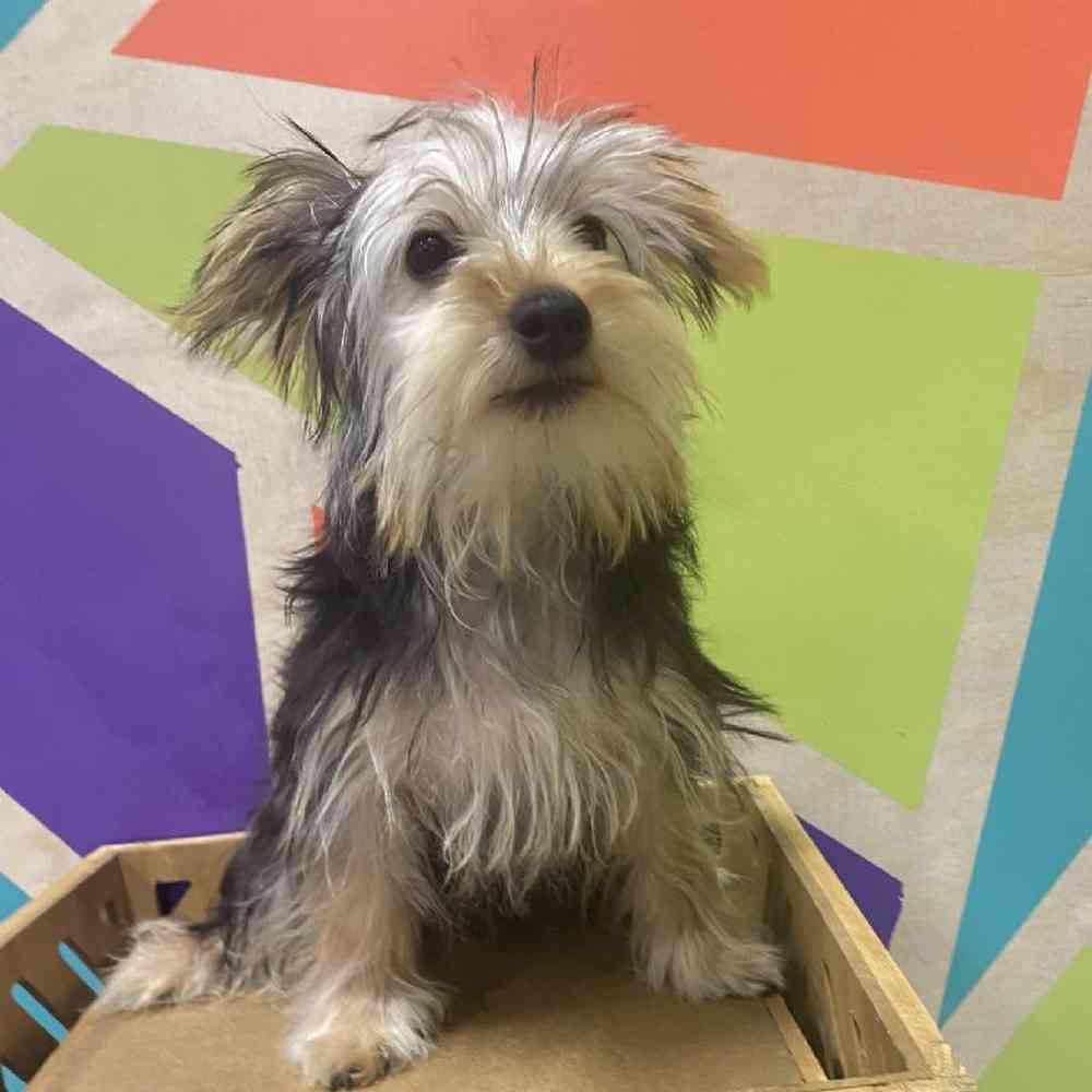 Male Yorkie puppy named Charlie for sale at Petland Joplin.