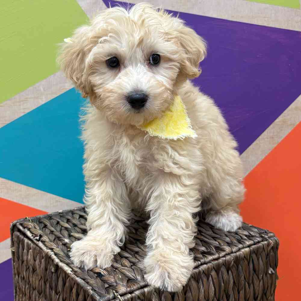 Male Bichonpoo puppy named Snowflake for sale at Petland Wichita West.