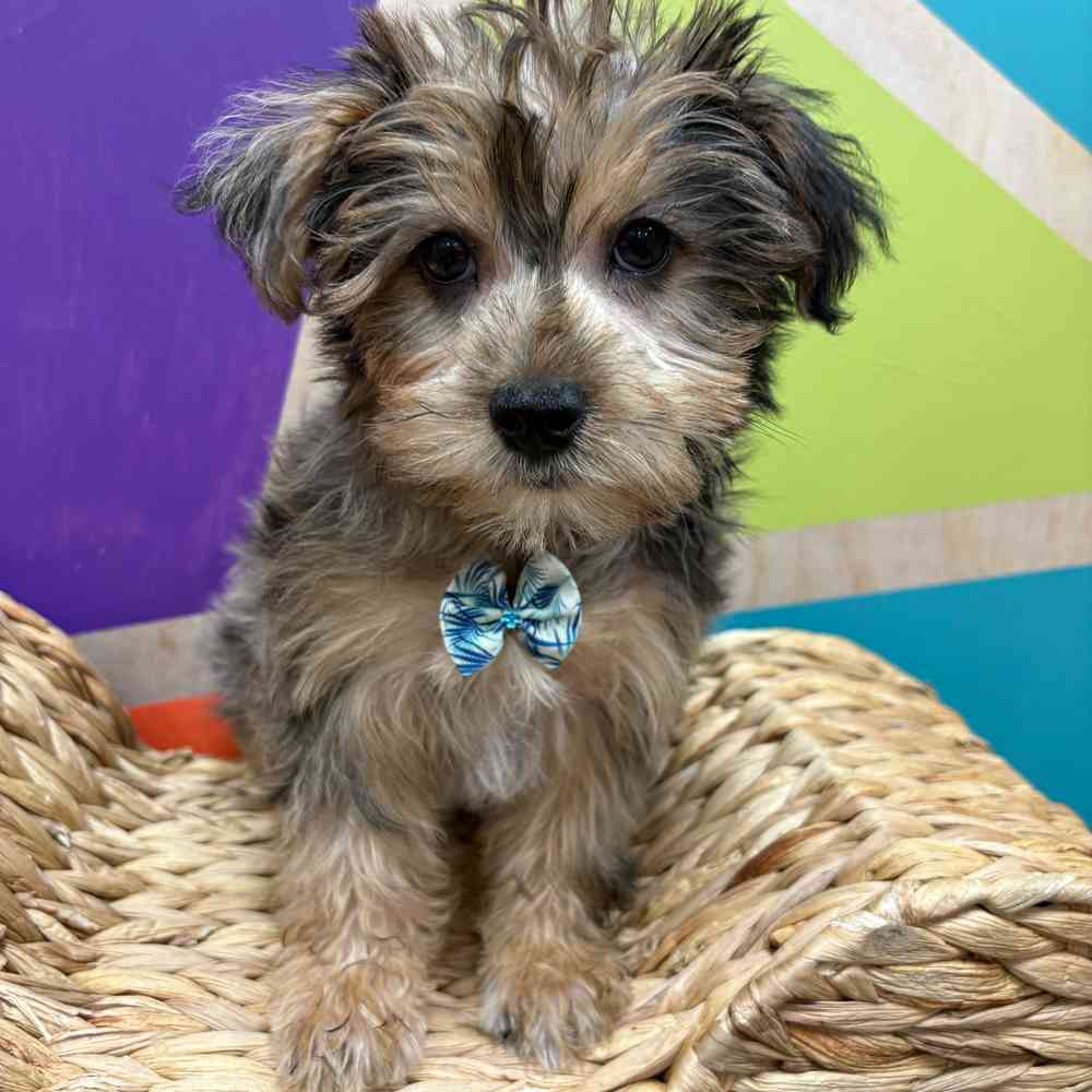 Male Yorkie puppy named Albert for sale at Petland Fayetteville.