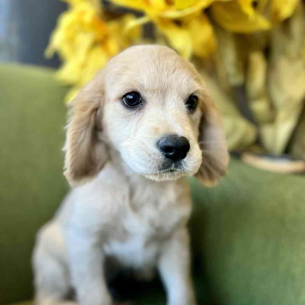 Male Mini Golden Retriever puppy named Timothy for sale at Petland Rogers.
