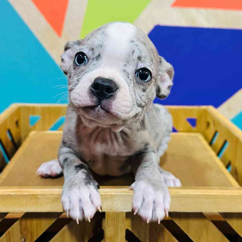 Male Boston Terrier puppy for sale at Petland Joplin.